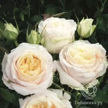 Роза Лэмп кустарниковая, Imperial Rose