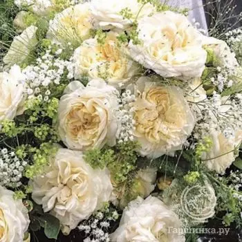 Роза Фриденслихт/Мемориал Роуз, Тантау