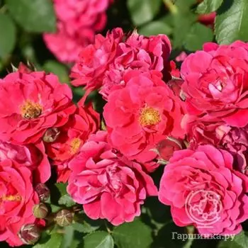 Роза Фронтенак канадская парковая