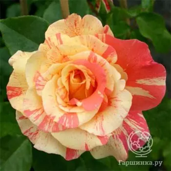 Роза Фруит, Мейян