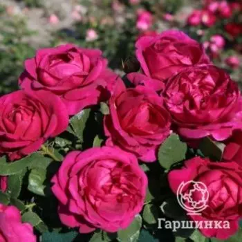 Роза Фюр Элизе