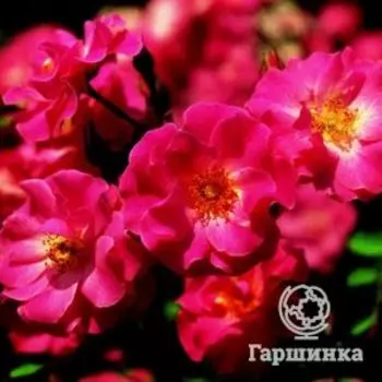 Роза Фуксия Мейландекор почвопокровная, Топалович