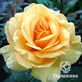 Роза Габи Марли чайно-гибридная, Топалович