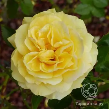 Роза Гайз Голд, Харкнесс