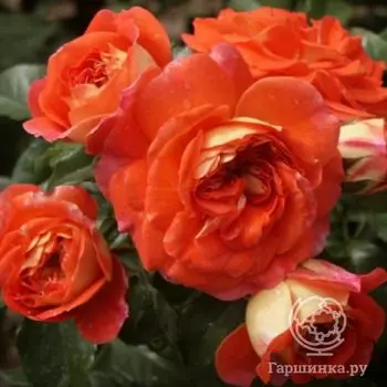 Роза Гебрюдер Гримм/Джоли Тамбур флорибунда, Кордес