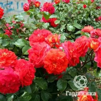 Роза Гебрюдер Гримм флорибунда, Топалович