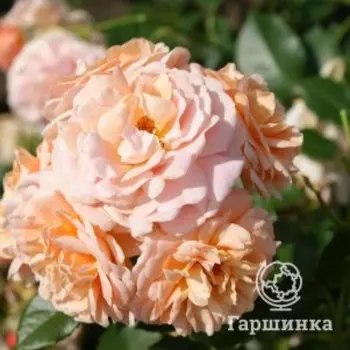 Роза Гейша чайно-гибридная, Воронежский питомник роз
