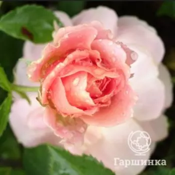 Роза Гейша флорибунда