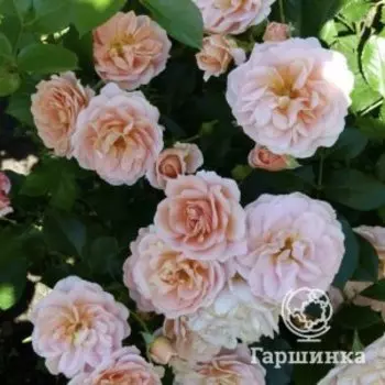 Роза Гейша флорибунда, Топалович