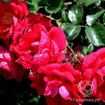 Роза Генри Келси канадская парковая