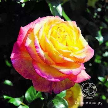 Роза Генриетта чайно-гибридная, Imperial Rose