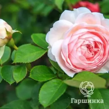 Роза Герцогиня Кристиана, Питомник Розы Фокино