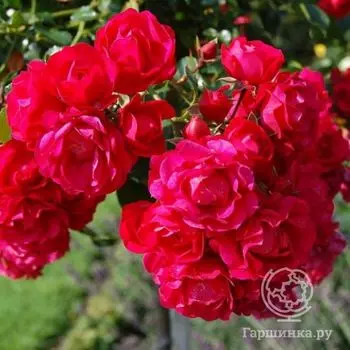 Роза Гертнерфройде/Тоскана, Кордес