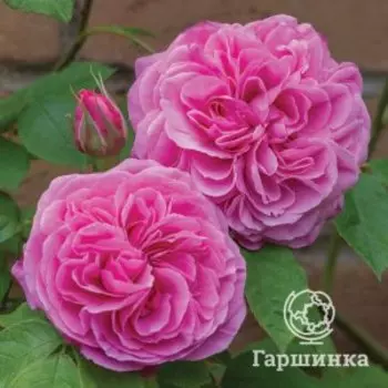 Роза Гертруда Джекилл