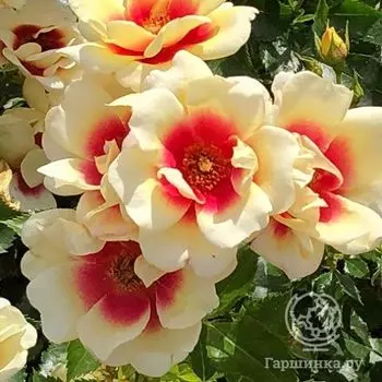 Роза Глориос Бэбилон Айз, Интерплант