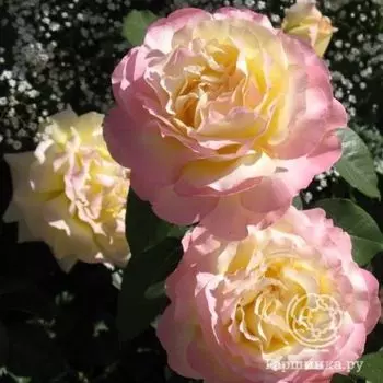 Роза Глория Дей чайно-гибридная, Imperial Rose