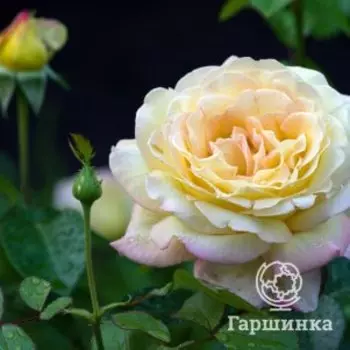 Роза Глория Дей