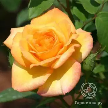 Роза Голд Медал чайно-гибридная, Топалович