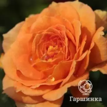 Роза Голдельзе флорибунда, Питомник Розы Фокино