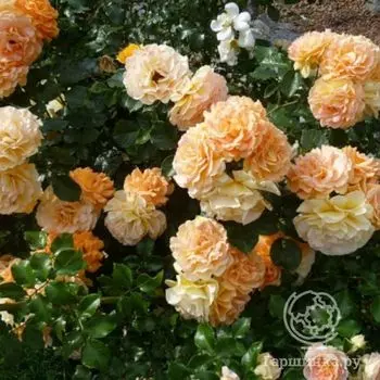 Роза Филгри флорибунда, Imperial Rose