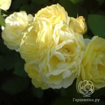 Роза Голден Бордер/Комтесс ди Барри, Мейян