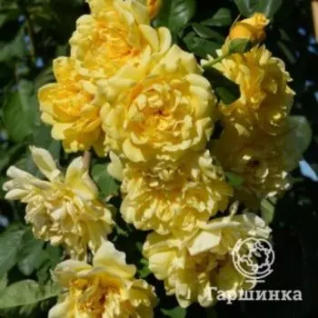 Роза Голден Гейт, Питомник роз Тимофей