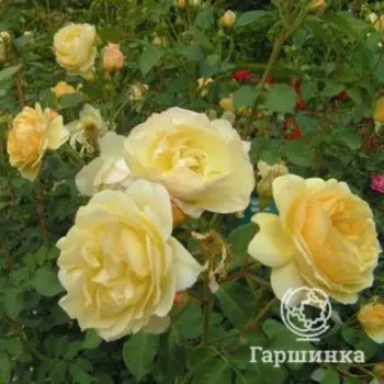 Роза Голден Элеганс, Питомник роз