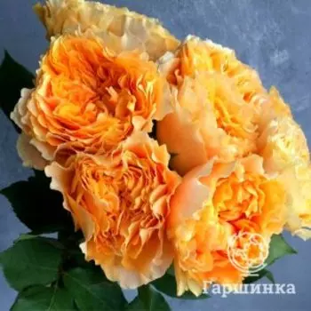 Роза Голден Каралуна, Питомник роз