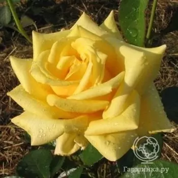 Роза Голден Медальон чайно-гибридная, Imperial Rose