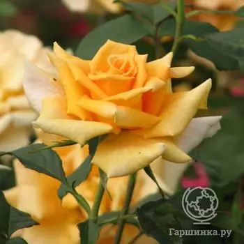 Роза Голден Лиф чайно-гибридная, Imperial Rose