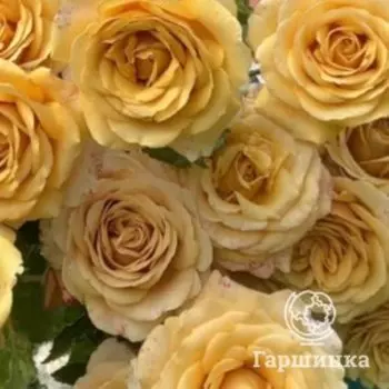Роза Голден Мустард чайно-гибридная, Питомник роз Королева Роза
