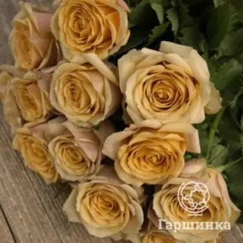 Роза Голден Мустард, Питомник Розы Фокино