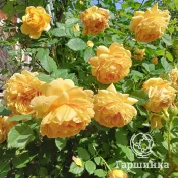 Роза Голден Селебрейшн