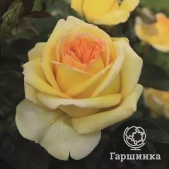 Роза Голден Тауэр, Питомник роз Тимофей