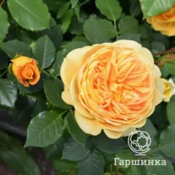 Роза Голден Зест шраб