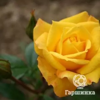 Роза Голдмари 82 флорибунда, Топалович