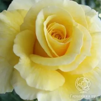 Роза Голдстар флорибунда, Imperial Rose