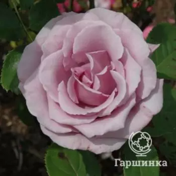 Роза Голубой Нил чайно-гибридная
