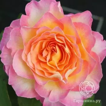 Роза Горгеус, Пулсен