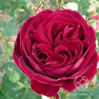 Роза Госпел чайно-гибридная, Тантау