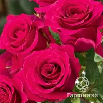 Роза Готча, Питомник роз