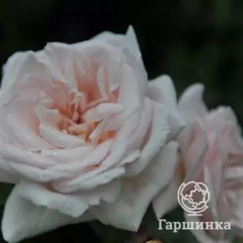 Роза Грациоза плетистая, Питомник роз Королева Роза