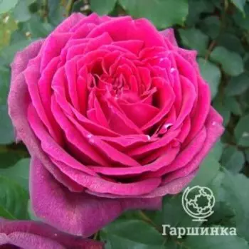 Роза Графиня Диана чайно-гибридная, Питомник Розы Фокино