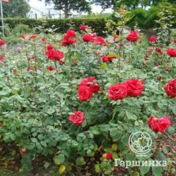 Роза Гранд Аморе чайно-гибридная