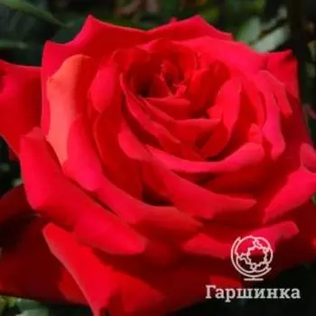 Роза Гранд Аморе чайно-гибридная, Топалович