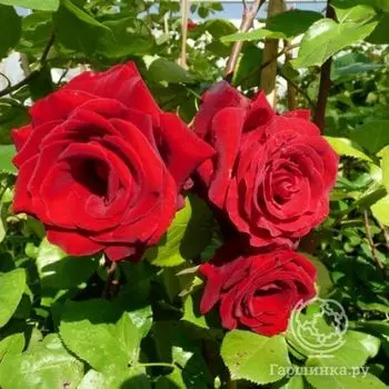 Роза Грандесса плетистая, Топалович
