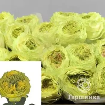 Роза Грассхоппер чайно-гибридная