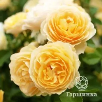 Роза Грехам Томас