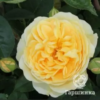 Роза Грехам Томас плетистая, Imperial Rose