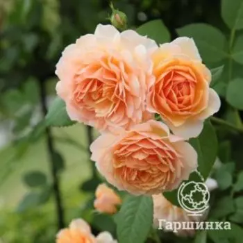 Роза Грейс
